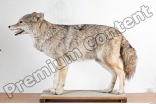Wolf body photo reference 0002